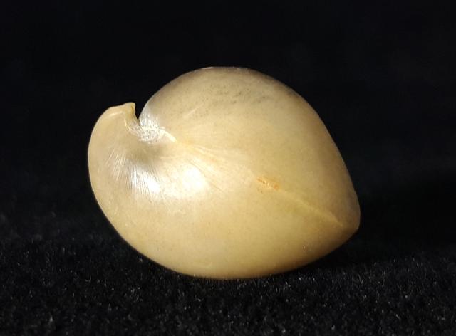 Ornithella bathonica (ROLLIER 1919) - Bild © FossNet FossilienStore